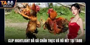 Clip hightlight đá gà