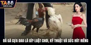 Đá gà cựa dao