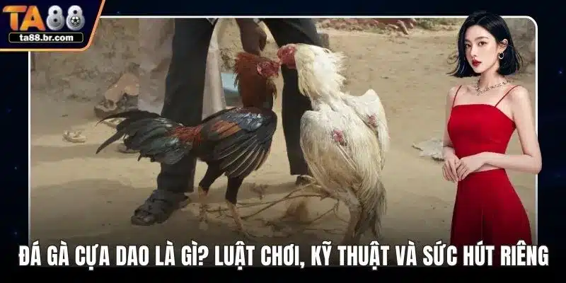 Đá gà cựa dao
