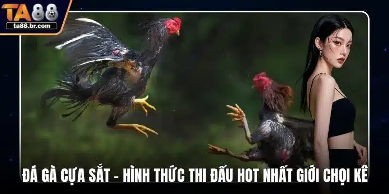 Đá gà cựa sắt