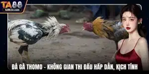 Đá gà Thomo